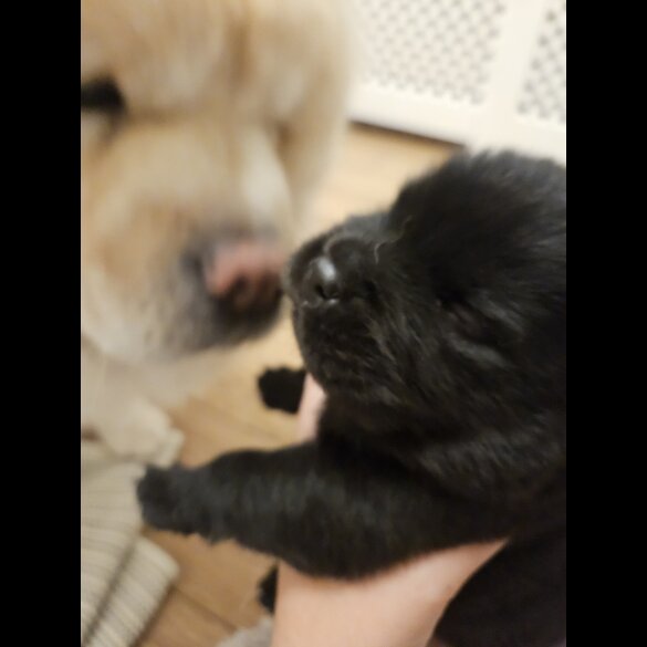 Chow Chow - Both