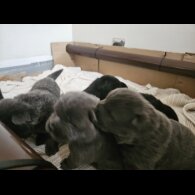 Chow Chow - Both