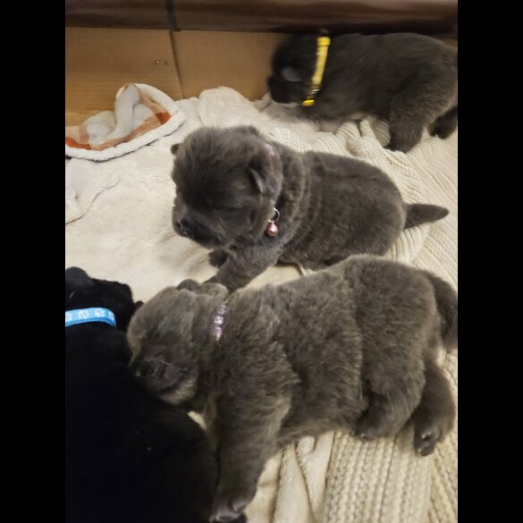 Chow Chow - Both