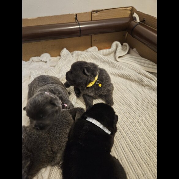 Chow Chow - Both