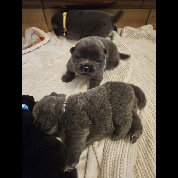 Chow Chow - Both