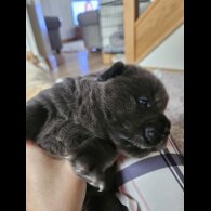 Chow Chow - Both