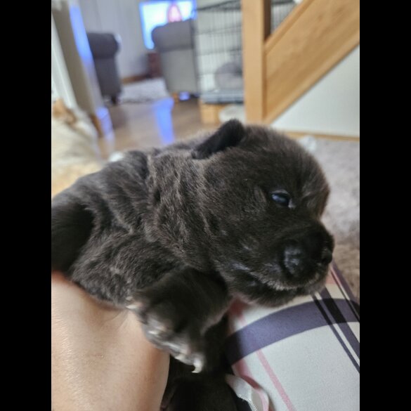 Chow Chow - Both