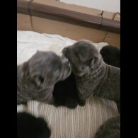 Chow Chow - Both