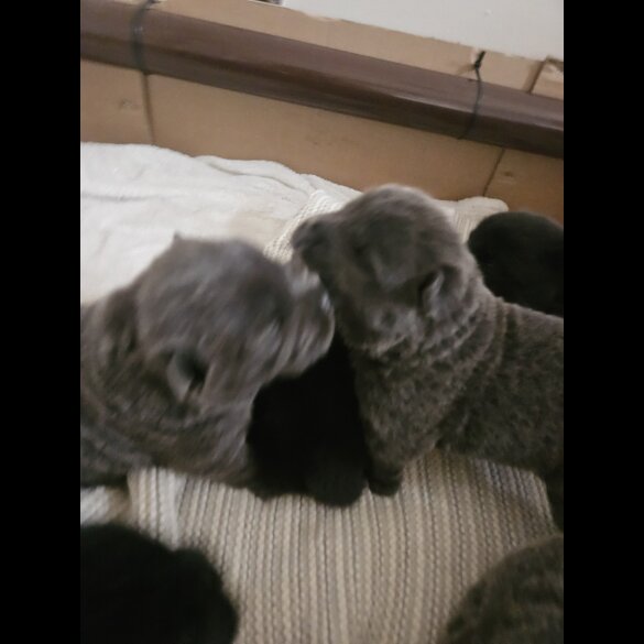 Chow Chow - Both