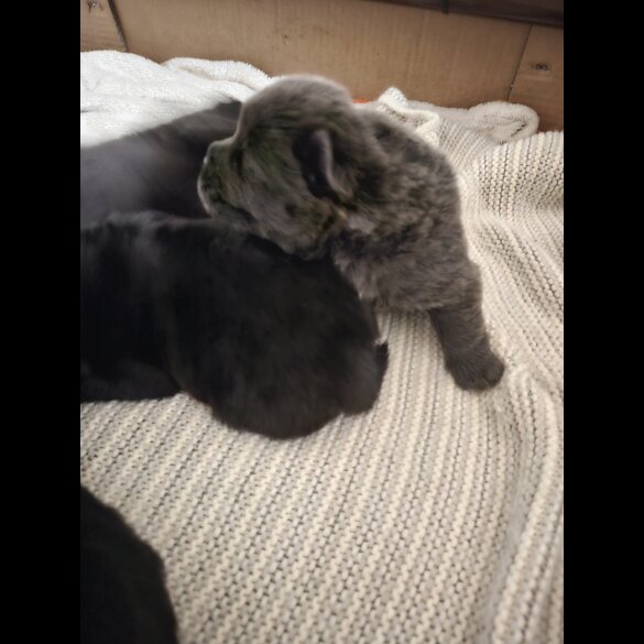 Chow Chow - Both