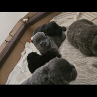 Chow Chow - Both