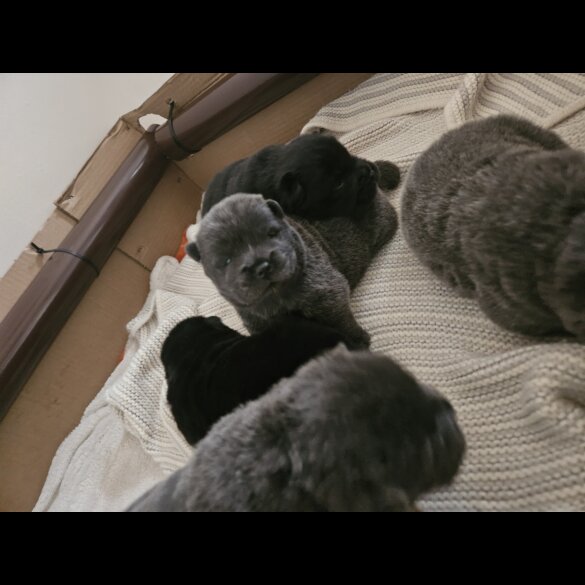 Chow Chow - Both