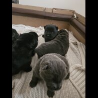 Chow Chow - Both