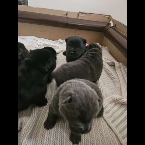 Chow Chow - Both