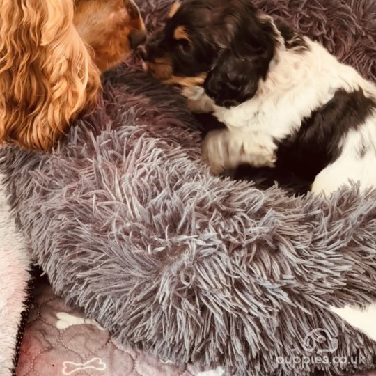 Chocolate cockapoo puppies for sale deals