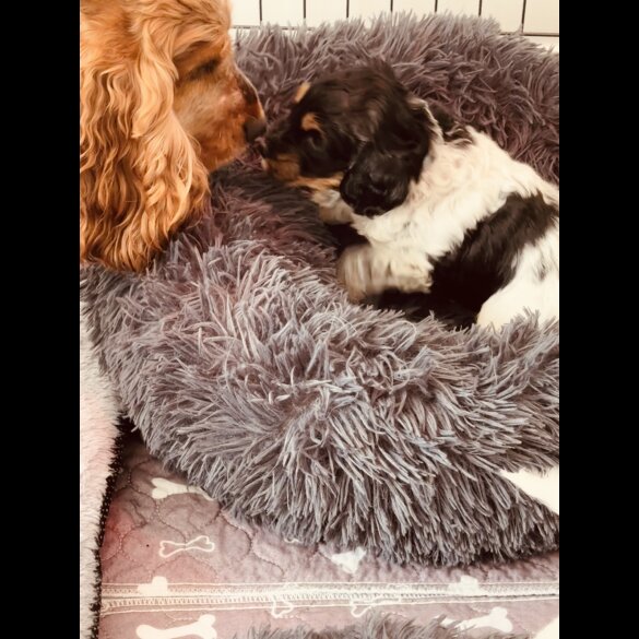 Cockapoo - Dogs