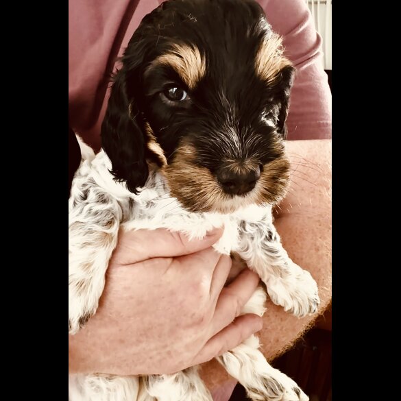 Cockapoo - Dogs