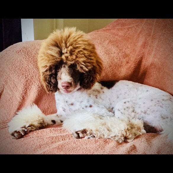 Cockapoo - Dogs