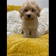 Cockapoo - Both
