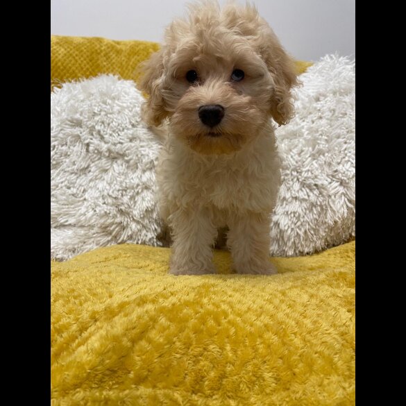 Cockapoo - Both