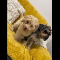 Cockapoo - Both