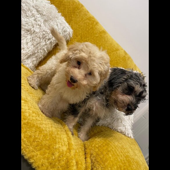 Cockapoo - Both