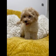 Cockapoo - Both
