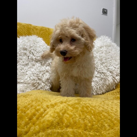 Cockapoo - Both