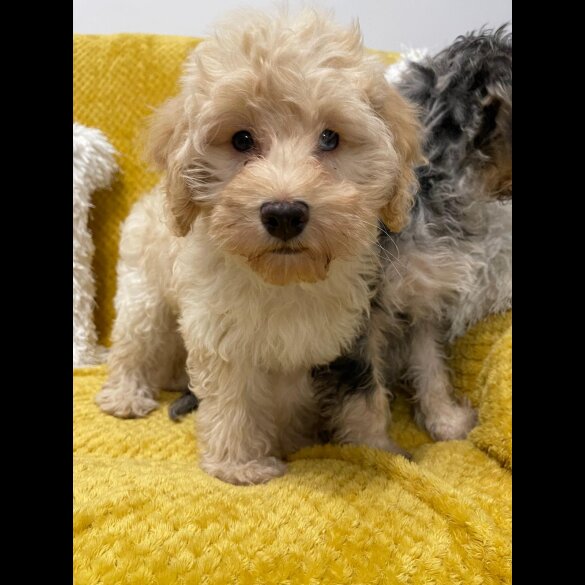 Cockapoo - Both