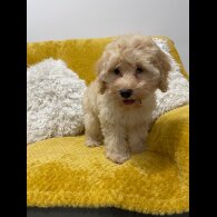 Cockapoo - Both