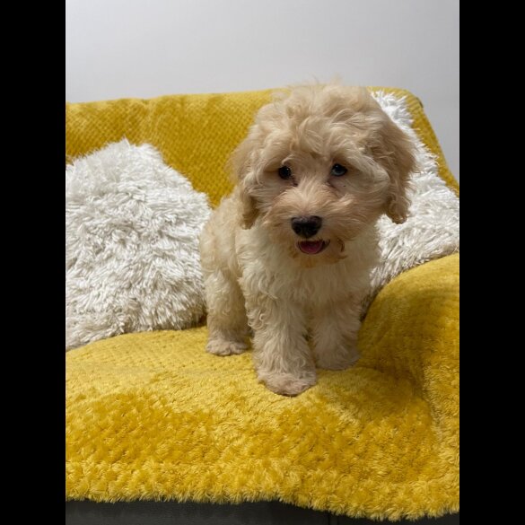 Cockapoo - Both