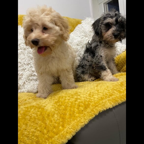 Cockapoo - Both