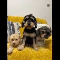 Cockapoo - Both