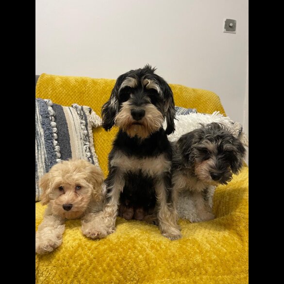 Cockapoo - Both