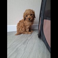 Cockapoo - Both
