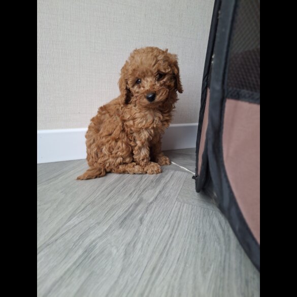 Cockapoo - Both