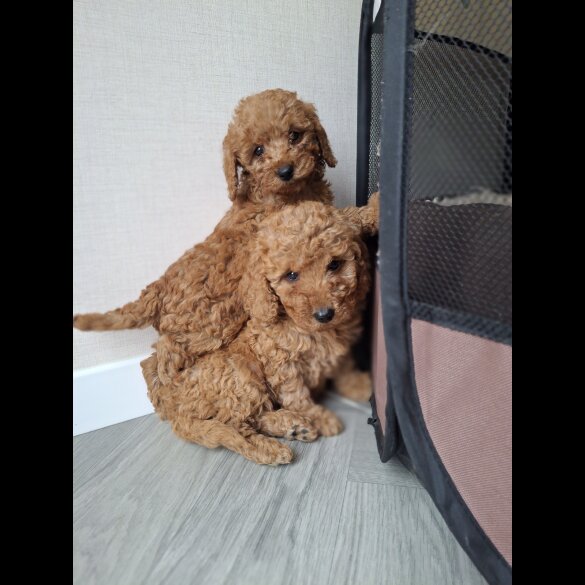 Cockapoo - Both