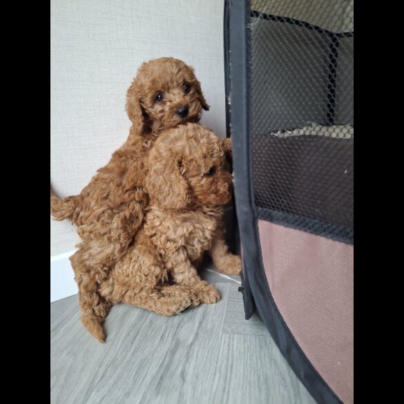 Cockapoo - Both