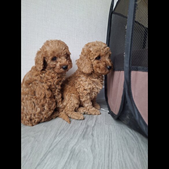 Cockapoo - Both