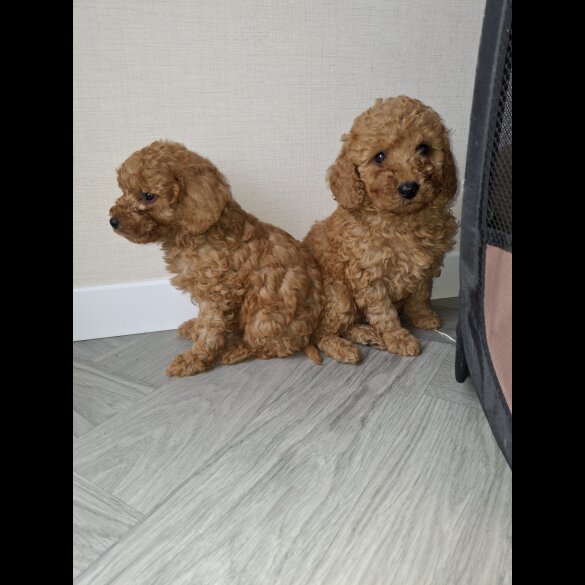 Cockapoo - Both