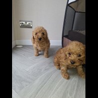 Cockapoo - Both