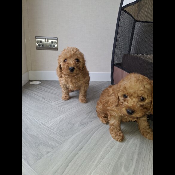 Cockapoo - Both