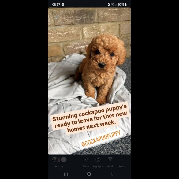 Cockapoo - Both