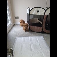 Cockapoo - Both