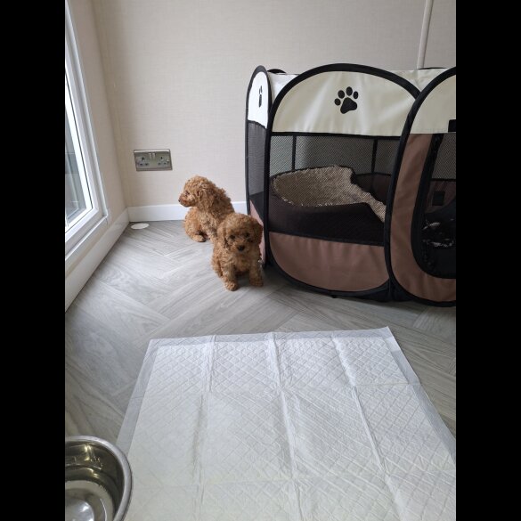 Cockapoo - Both