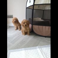 Cockapoo - Both