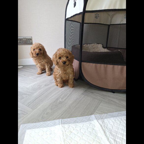 Cockapoo - Both