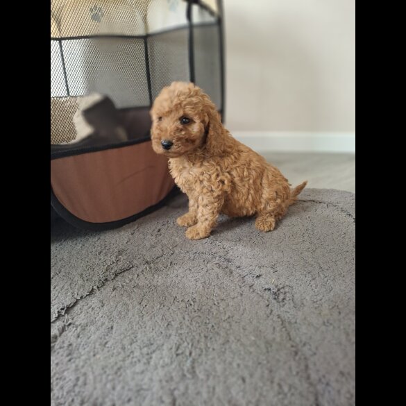 Cockapoo - Both