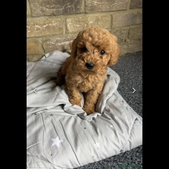 Cockapoo - Both