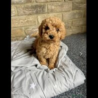 Cockapoo - Both