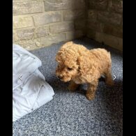 Cockapoo - Both