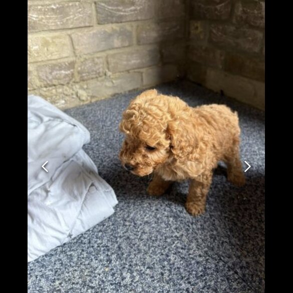 Cockapoo - Both