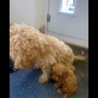 Cockapoo - Both
