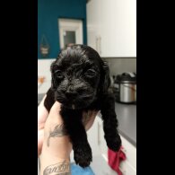 Cockapoo - Both